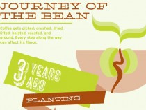 The journey of the bean
