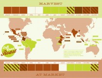 Coffee harvest calendar